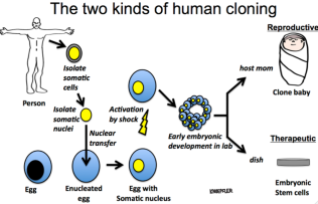 Knoepfler-art-Human-Cloning